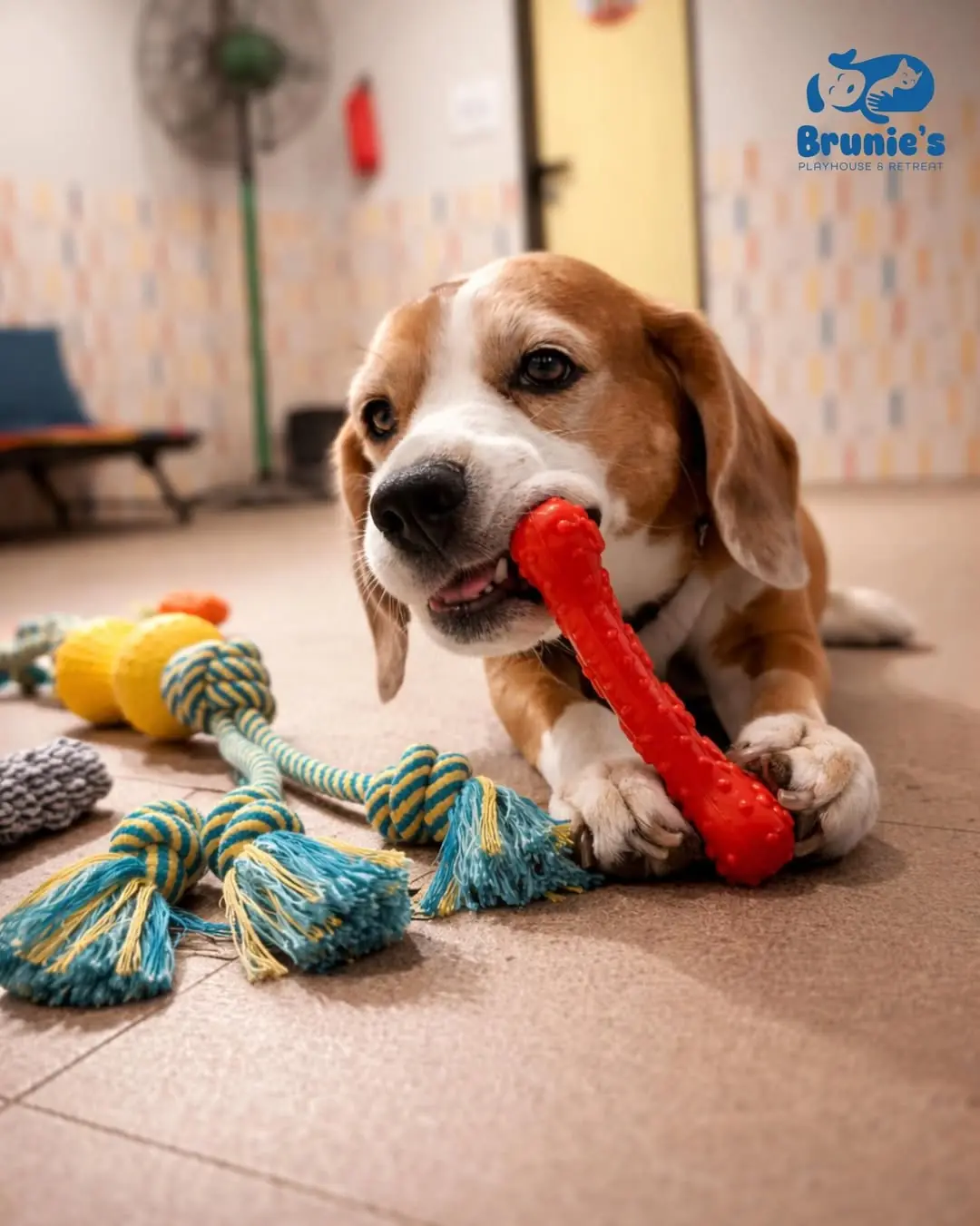 Happy pet getting care